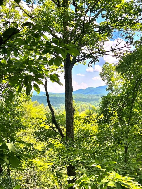 Smoky Mountain View