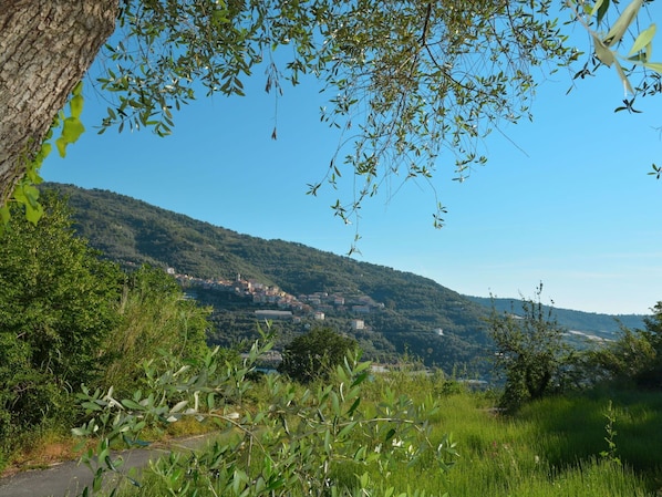 Ciel, Plante, Communauté Des Plantes, Montagne, Paysage Naturel, Pente, Herbe, Arbre, Brindille, Paysage
