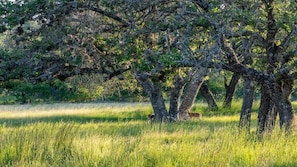 Hill Country Views