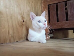 Aceita animais de estimação