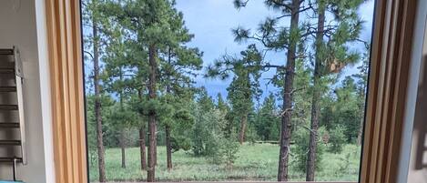 Historic Lowell Observatory is a short walk through these woods.