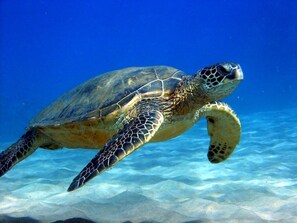 Local sealife.