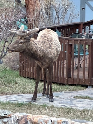 Elk outside all dunn up cabin 