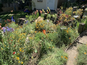 Summertime blooms in the garden