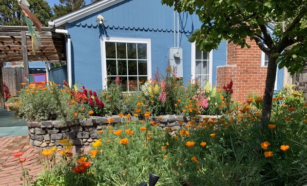 Enjoy the Poppies and Butterlies