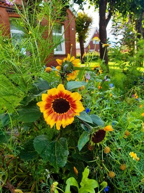 Fleur, Plante, Pétale, Feuille, Botanique, Végétation, Tournesol, Paysage, Terrestre Des Plantes, Plante Annuelle