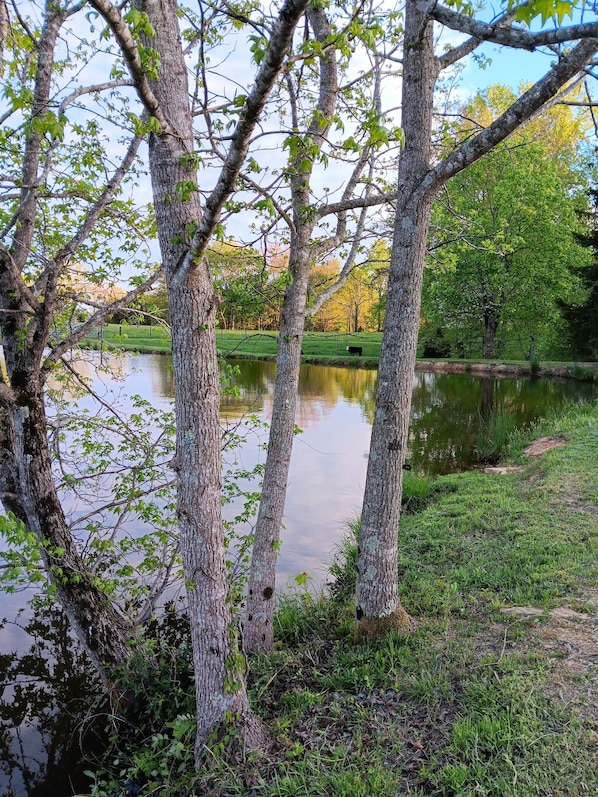 view from back pond