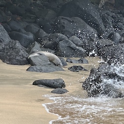 Ke'e Beach - See the baby monk seal? He's sleeping!
