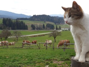 Pension Morhof