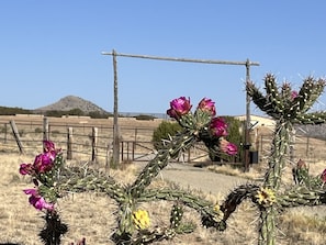 Private security entrance into property. Prickly Pear in bloom. 