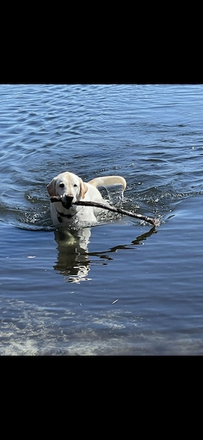 Pet-friendly