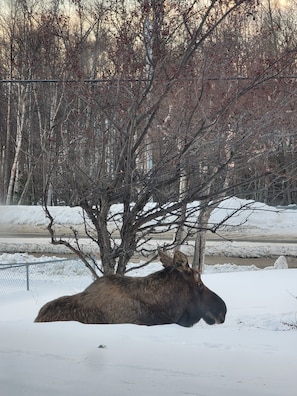Bringing in the 2023 New Year with a cow moose resting in the front yard.
