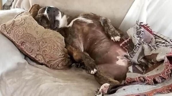 Relax with your Pets