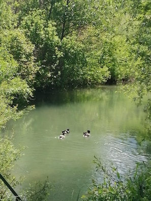Divers