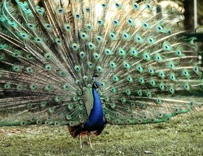 There are 30+ peacocks that roost in the pine trees around the house.