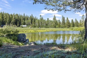 Tree, Fir, Land, Nature, Outdoors