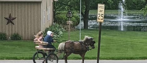 watch the Amish neighbor kids drive their pony & ride bikes ! 