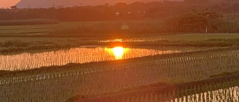 Sunset reflected in the rice field