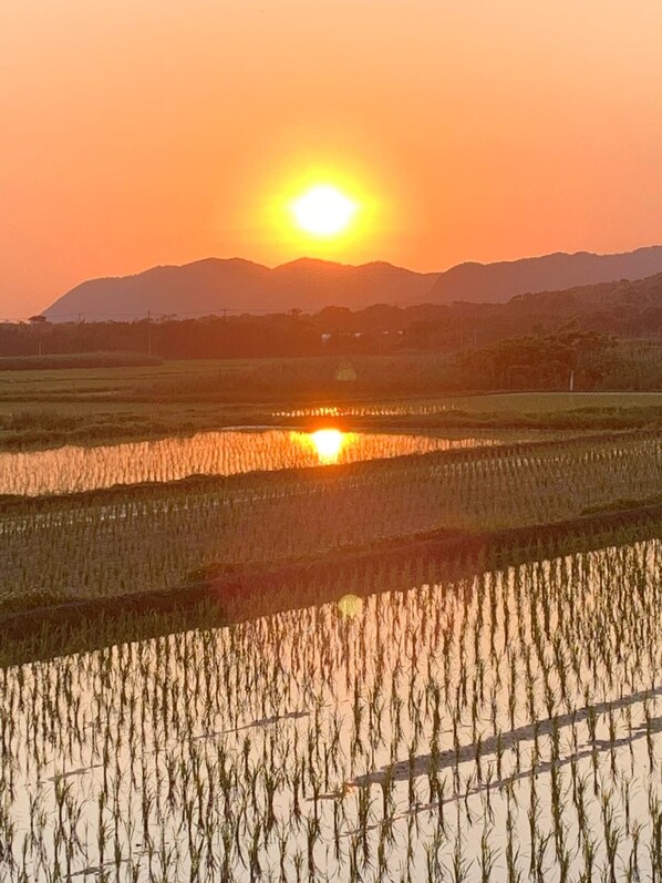 Sunset reflected in the rice field