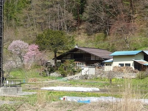 It is the cherry blossom season in early spring, around April 10.