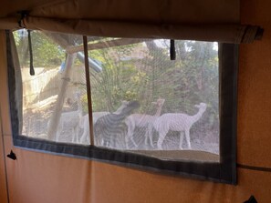 Picture of Alpaca from the bedroom