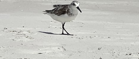 Beach Sandpiper