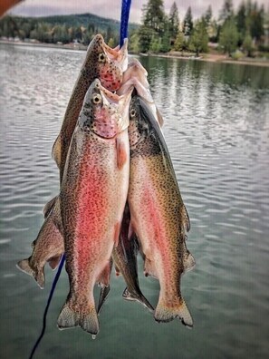 Trout ~ a fisherman’s heaven