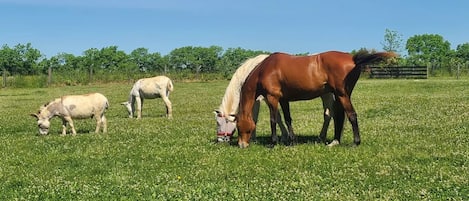 Parco della struttura