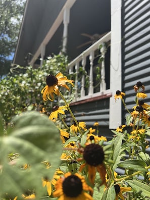Summer cone flowers greet you.