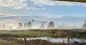 Nature view next to the house - morning