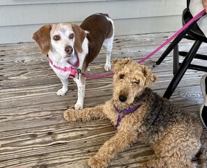 Dog Friendly - Bring 2 Fur-Babies
