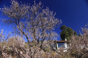 Januar - Februar - Zeit der Mandelblüte im Nordwesten von La Palma