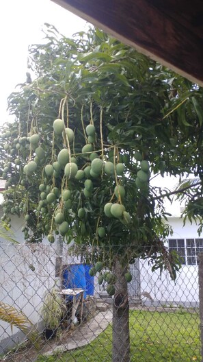 Mango fruits you can pick from veranda, when in season