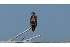 Juvenile Eagle seen on beach from house