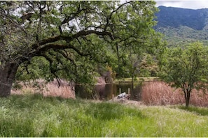 View of the large pond from the cabin.