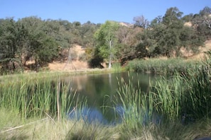 You can walk or drive to this pond with fish.