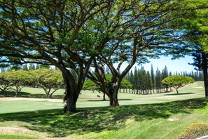 A place where stillness meets scenery?where wide-open fairways and lofty pines create a canvas of restful escape     KGV-14P3
