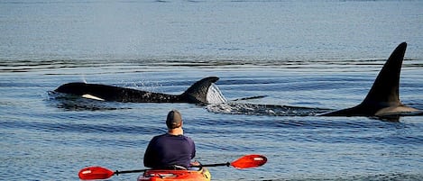 Taken from our beach of a guest using our kayak to get closer to nature!
