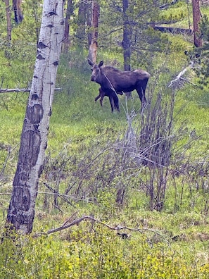 Mom and Baby by Pond 5/24