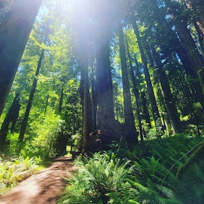 redwoods 