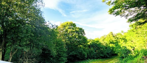 View from the back porch