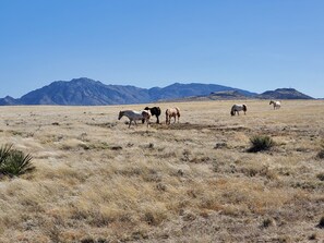 Horses, Cattle & Pronghorn graze here daily...