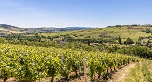 Vue des vignobles alentours.