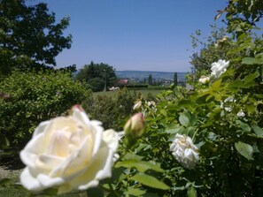 Au loin la Côte d'or et les grands crus