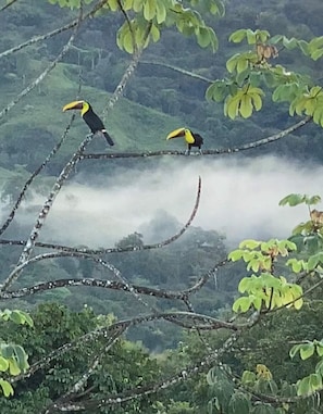 Toucans!  Frequent visitors off the 3rd bdrm balcony
