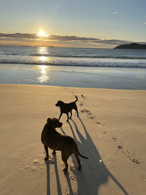 Dogs love the off lead beaches ,Bennetts Beach 