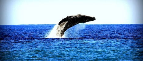 From mid-November ot mid April the humback whales are here! This condo has front row seating!