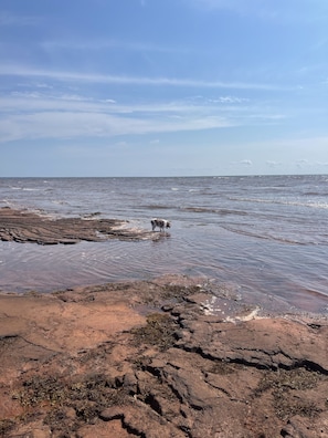 Roam the beach during low tide.