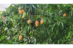 Pick mangoes from the deck when in season