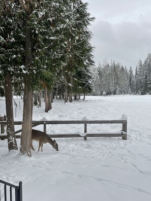 Winter in the meadow